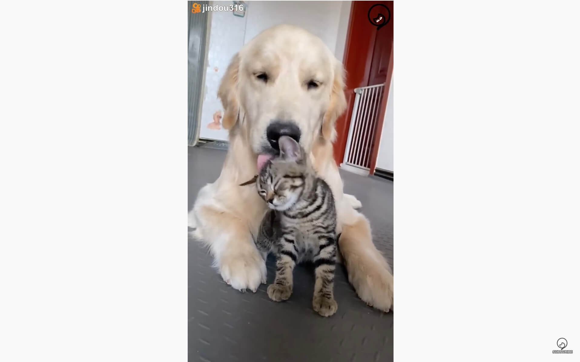 ゴールデンレトリーバー,動画