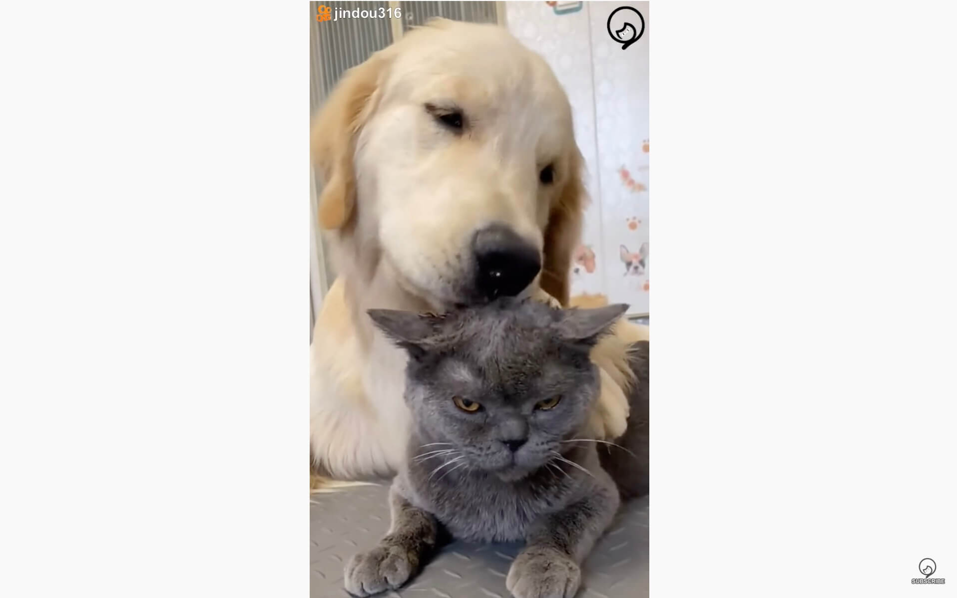 ゴールデンレトリーバー,動画