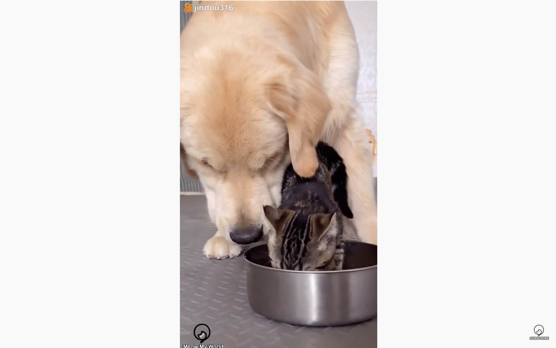 ゴールデンレトリーバー,動画