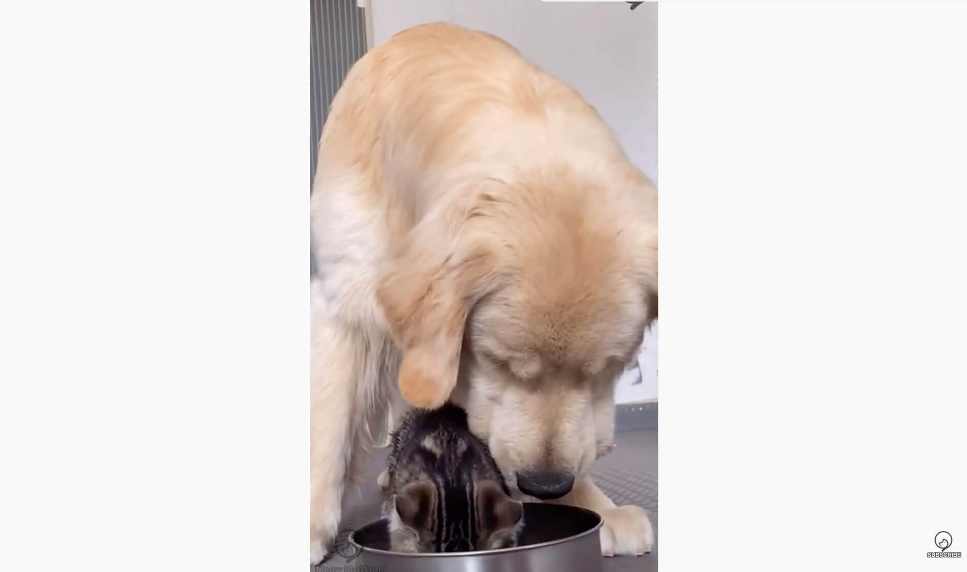 ゴールデンレトリーバー,動画