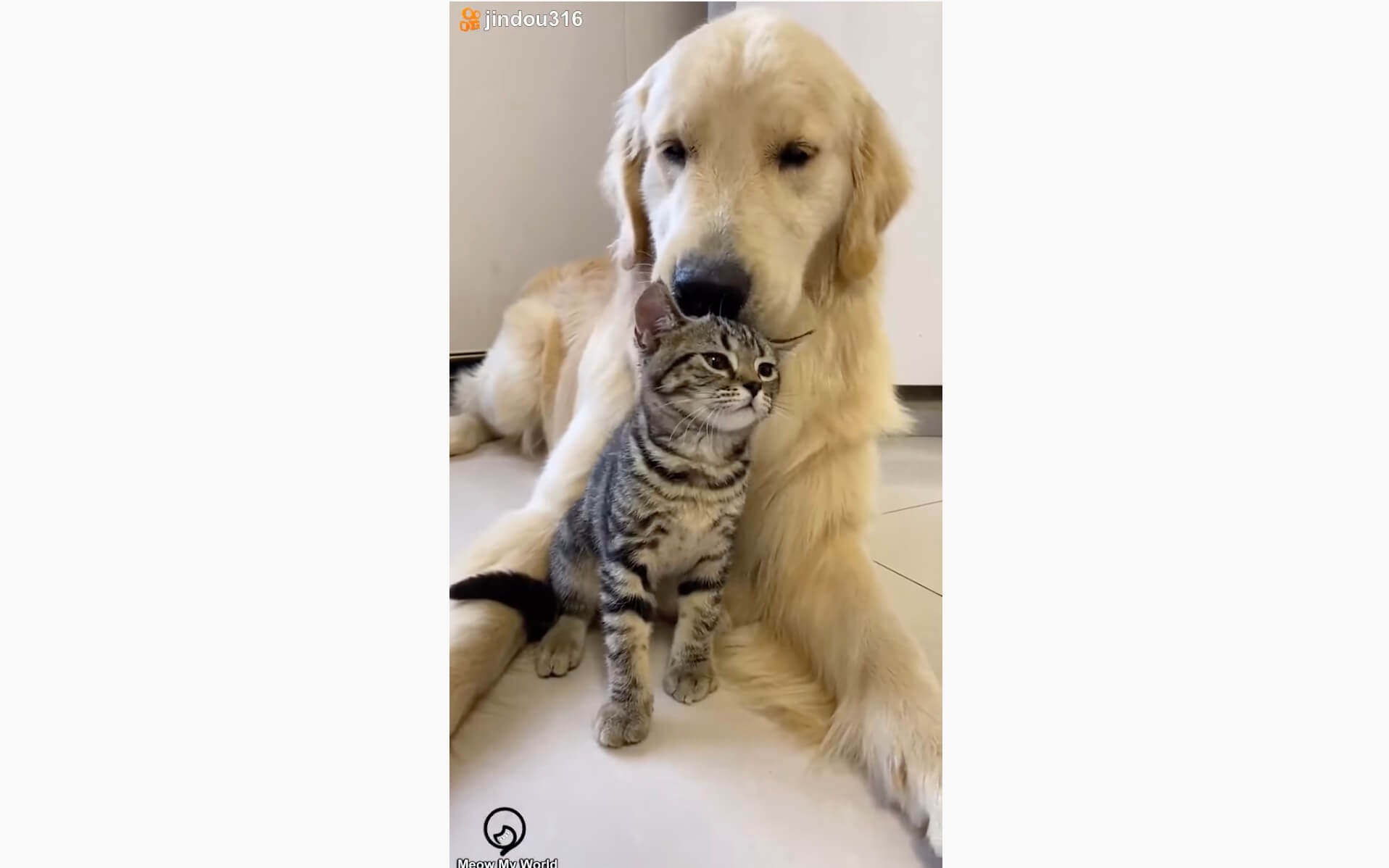 ゴールデンレトリーバー,動画