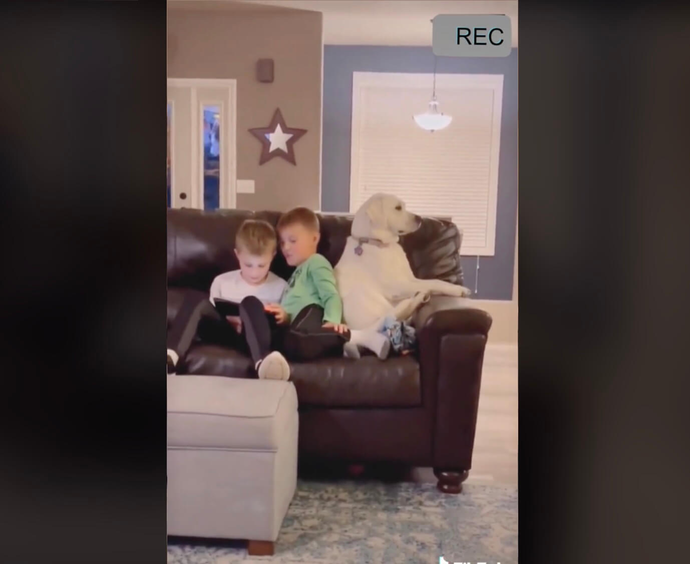 ラブラドールレトリーバー,動画