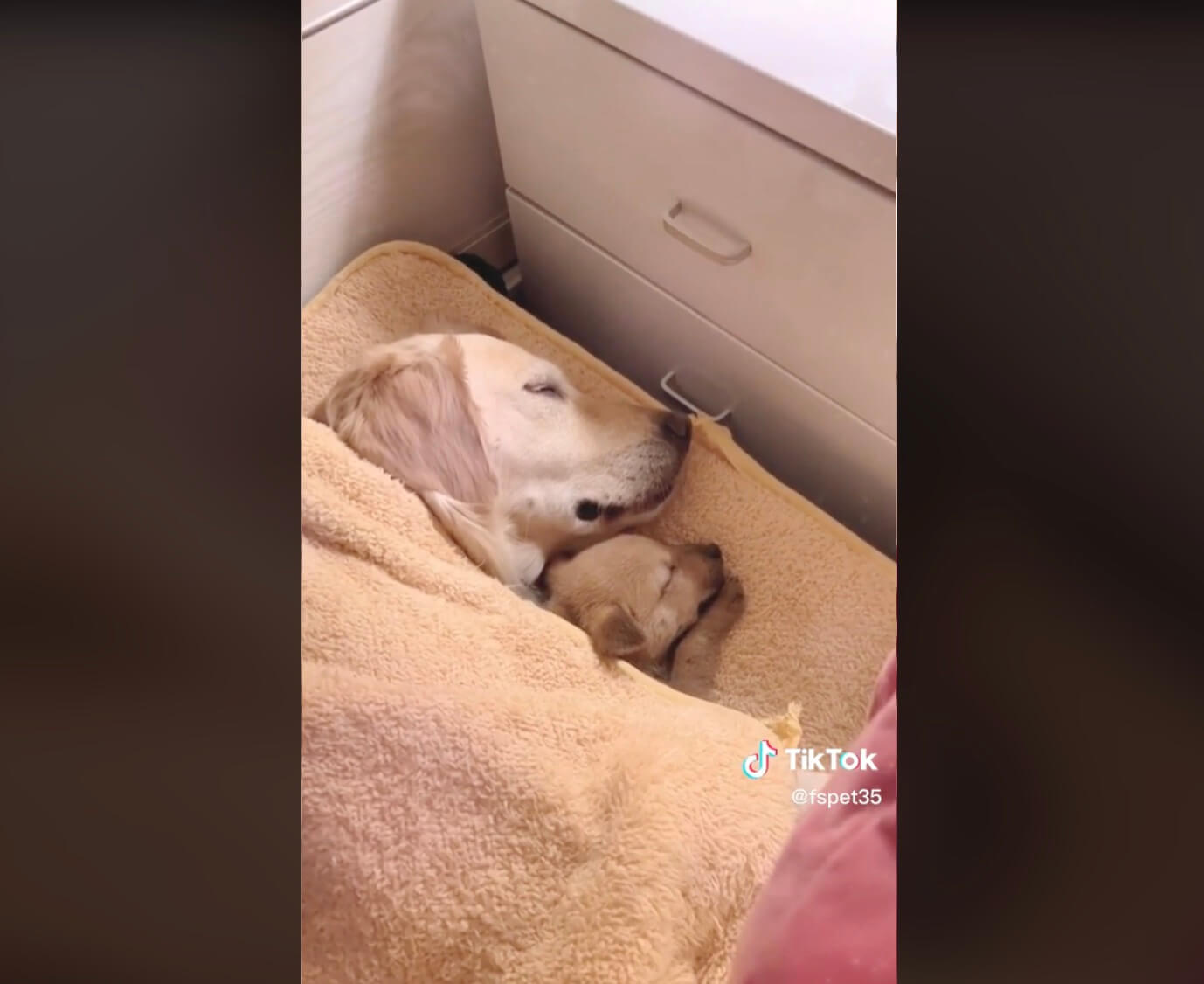 ラブラドールレトリーバー,動画