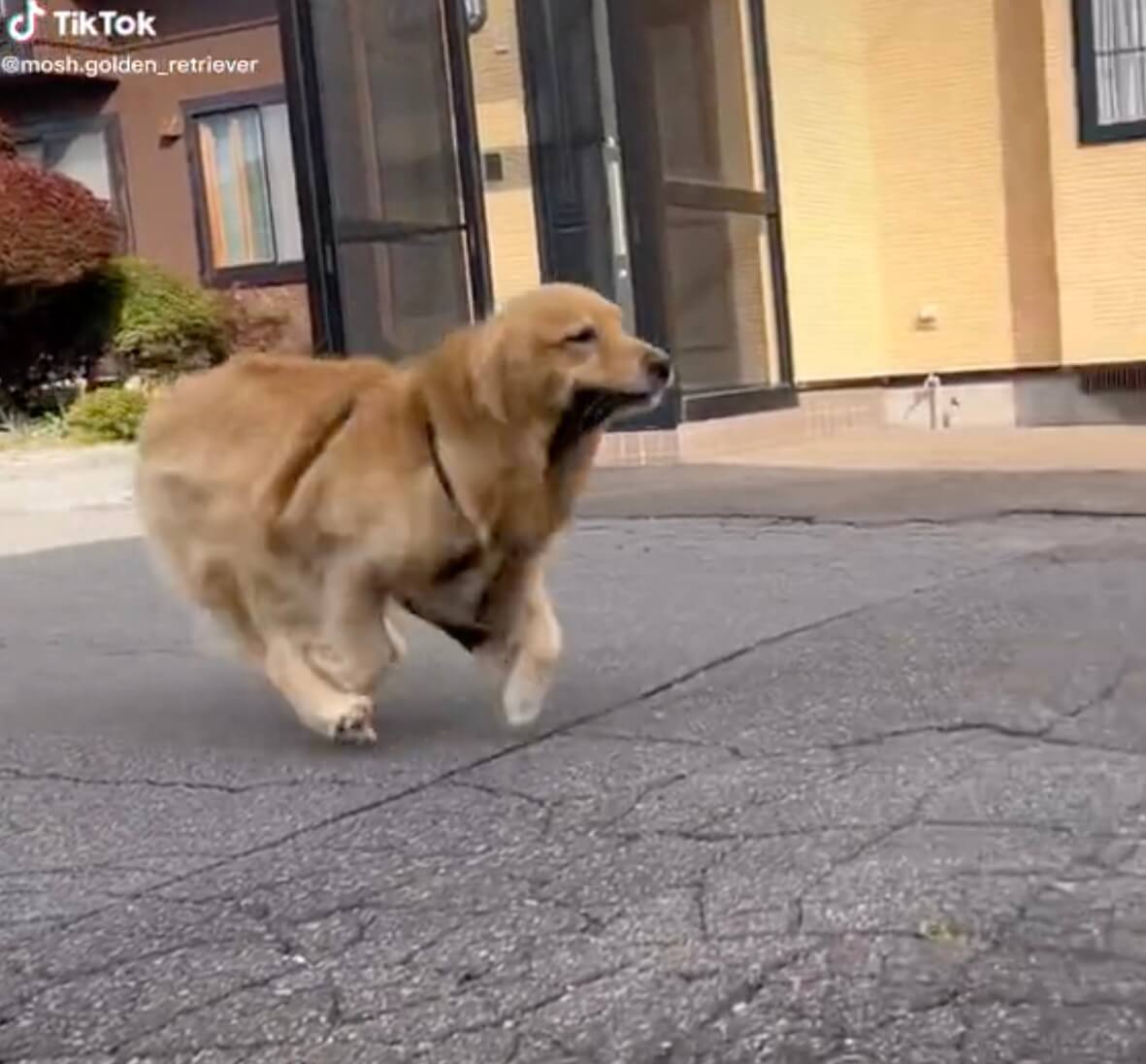 ゴールデンレトリーバー,動画