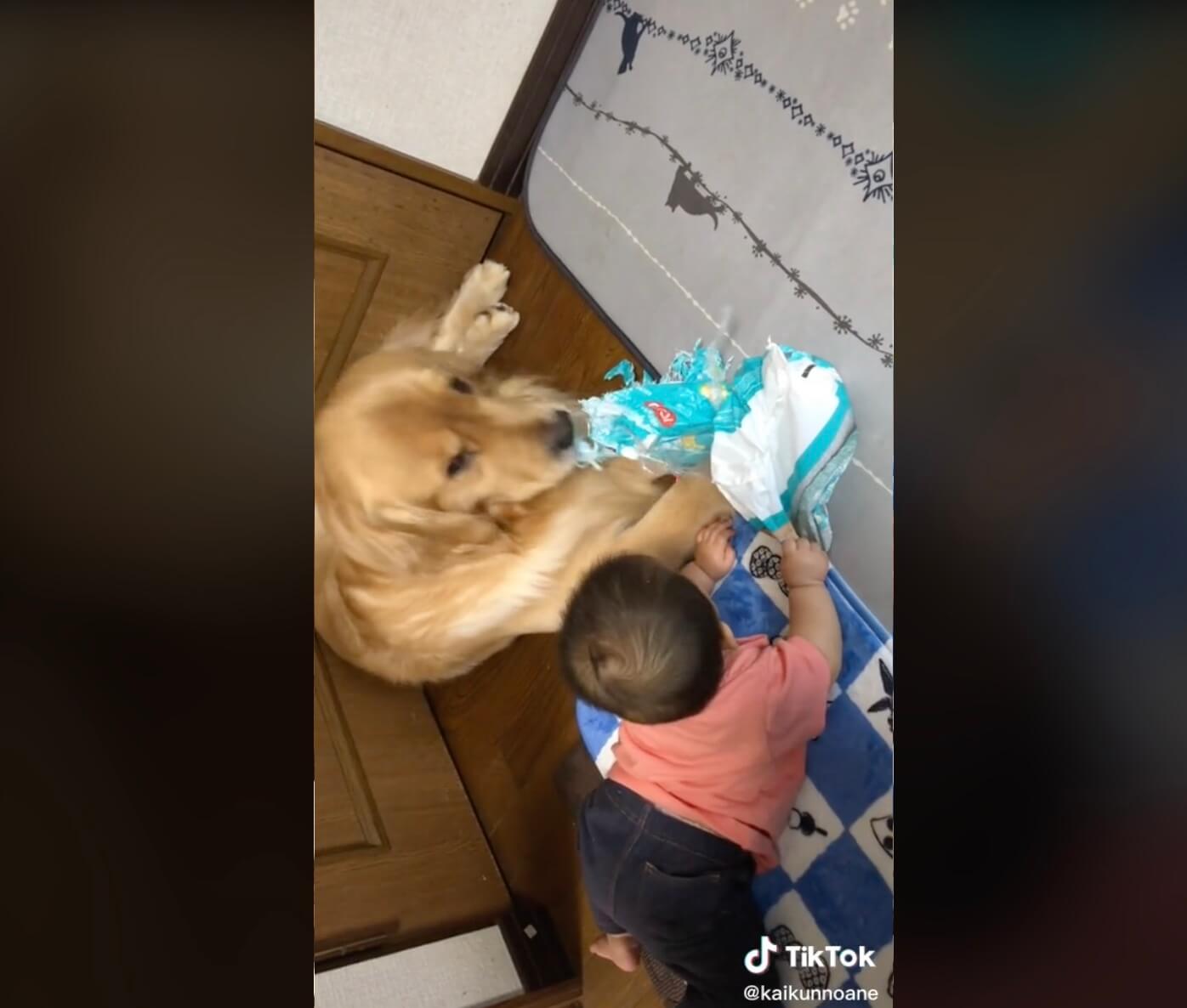 ゴールデンレトリーバー,動画