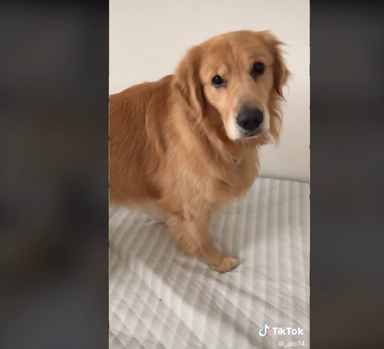 ゴールデンレトリーバー,動画