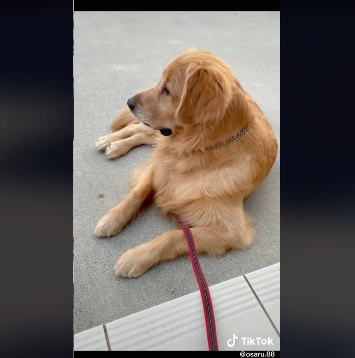 ゴールデンレトリーバー,動画