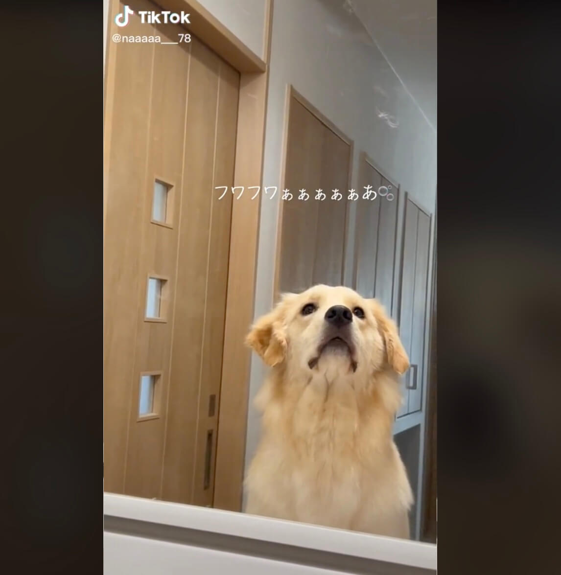 ゴールデンレトリーバー,動画