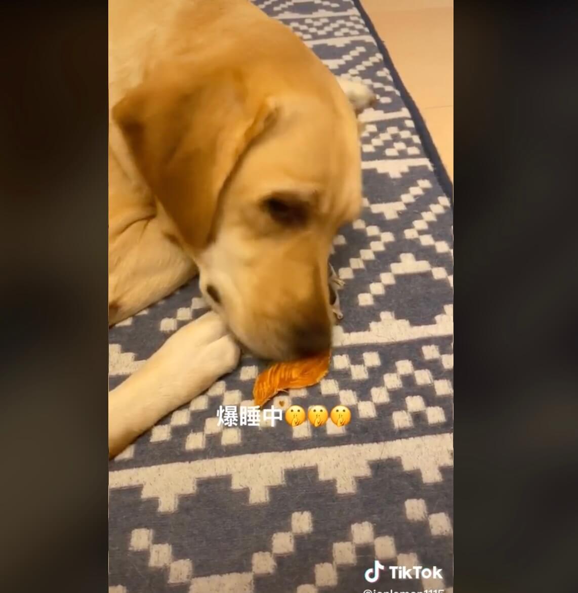 ラブラドールレトリーバー,動画