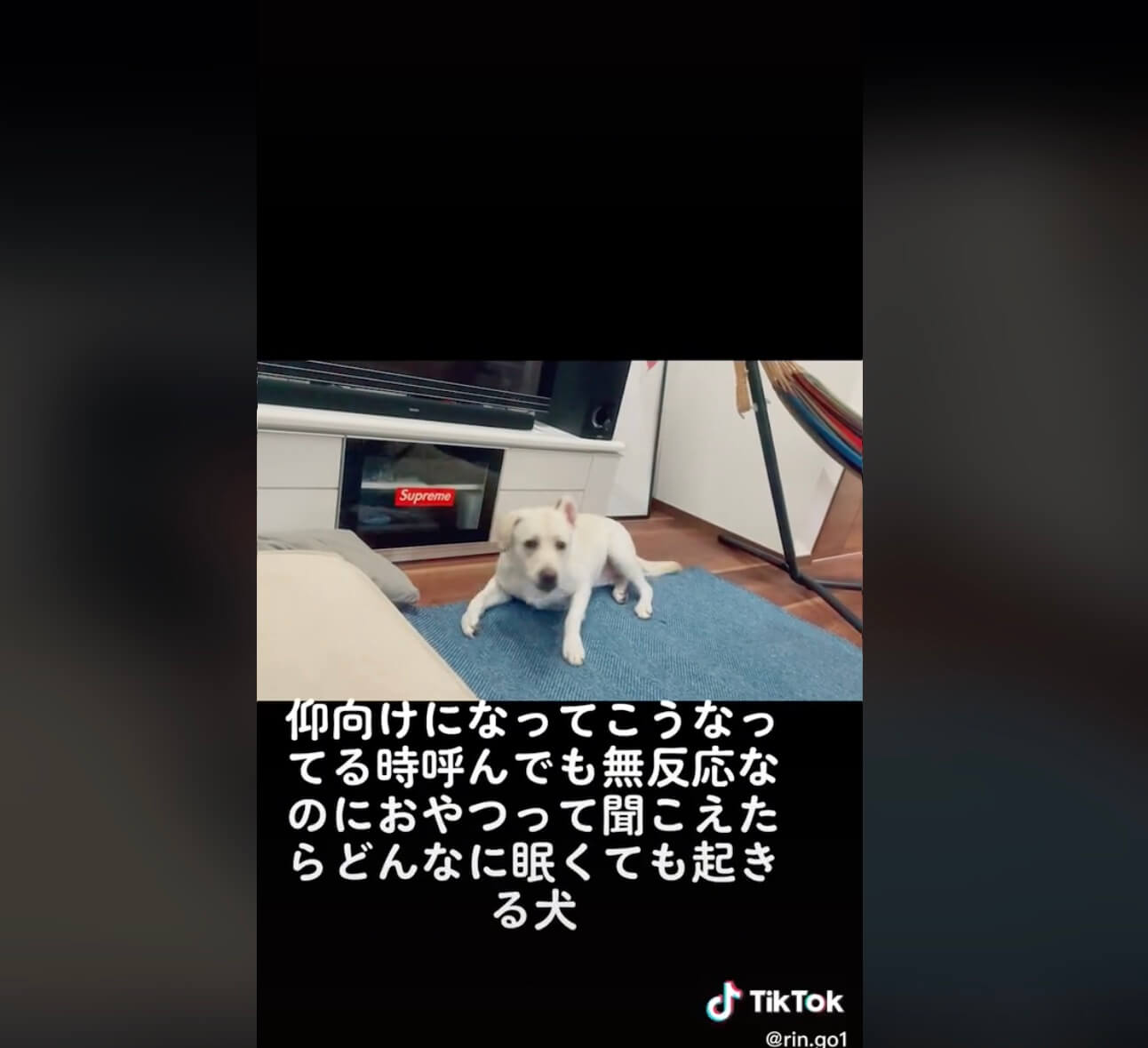 ラブラドールレトリーバー,動画