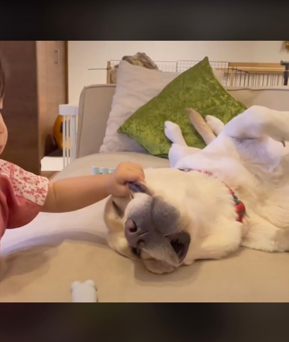 ラブラドールレトリーバー,動画