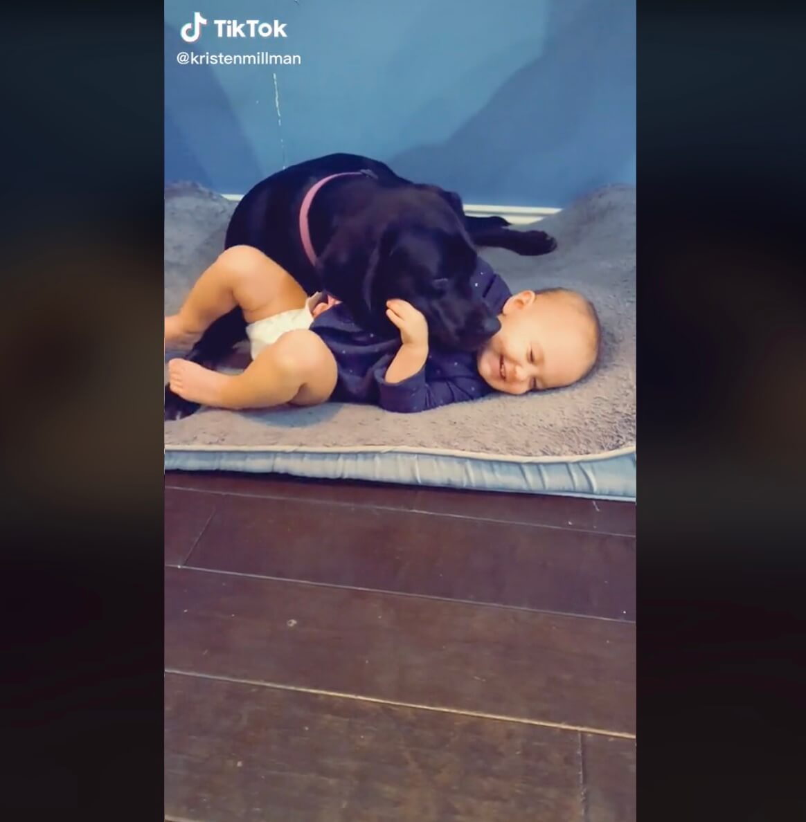 ラブラドールレトリーバー,動画