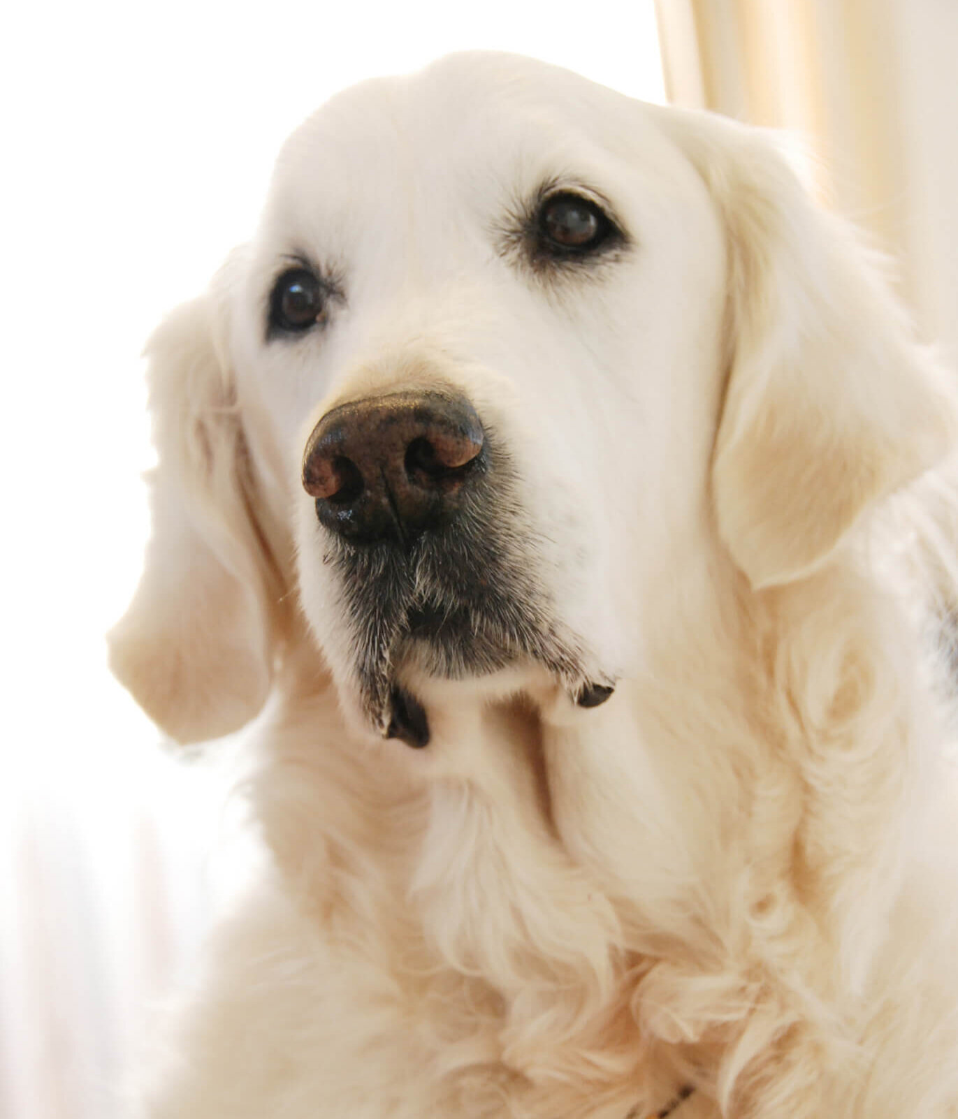 ゴールデンレトリーバー,エッセイ