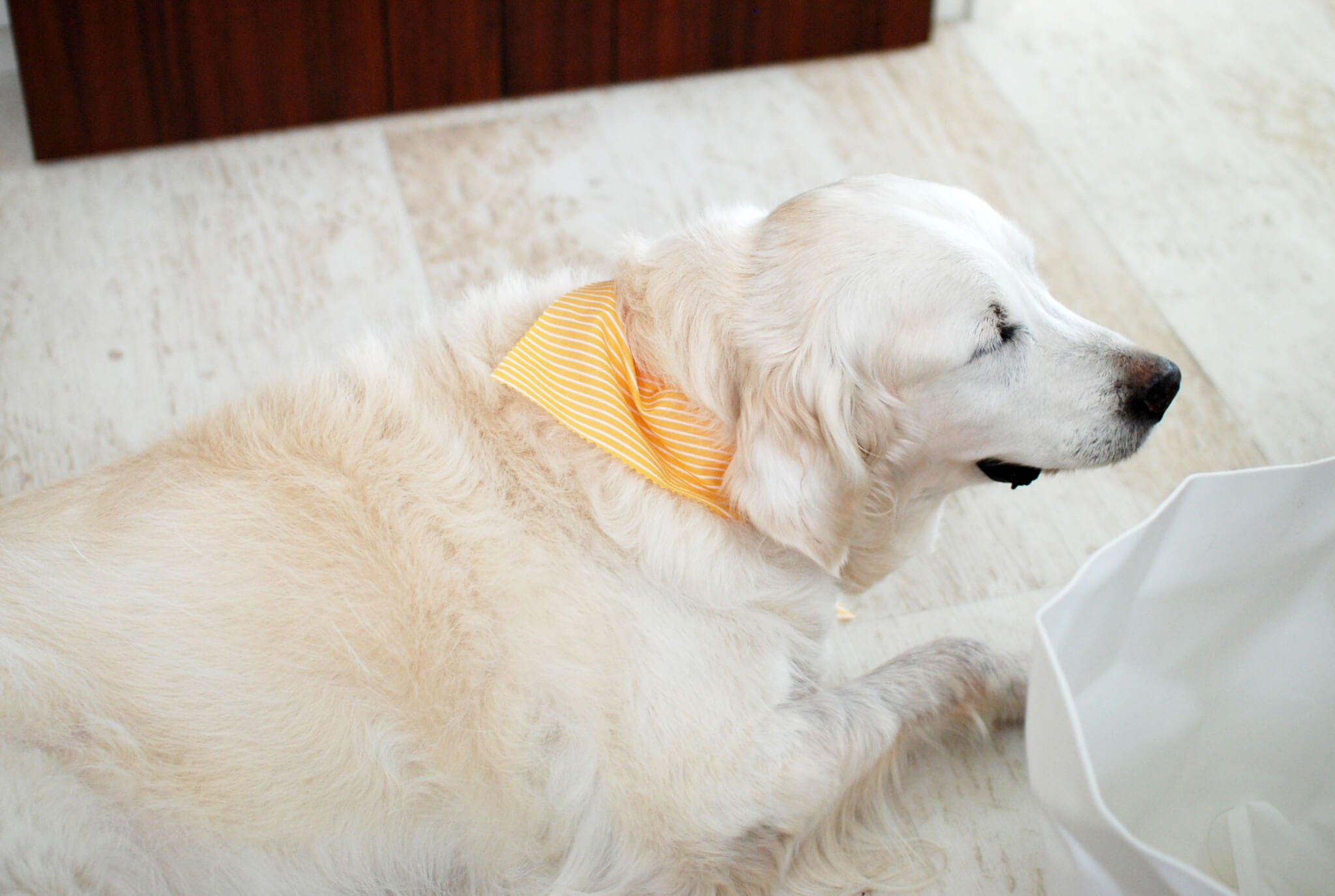 ゴールデンレトリーバー,エッセイ