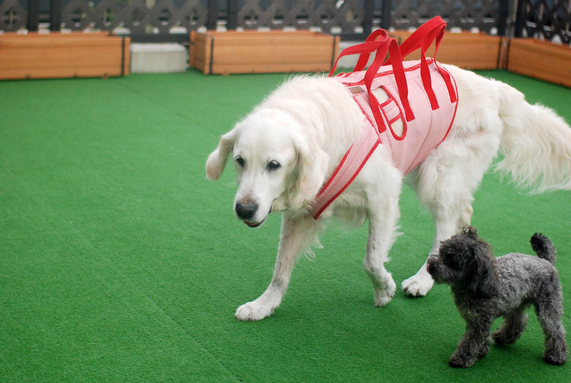 ゴールデンレトリーバー,エッセイ