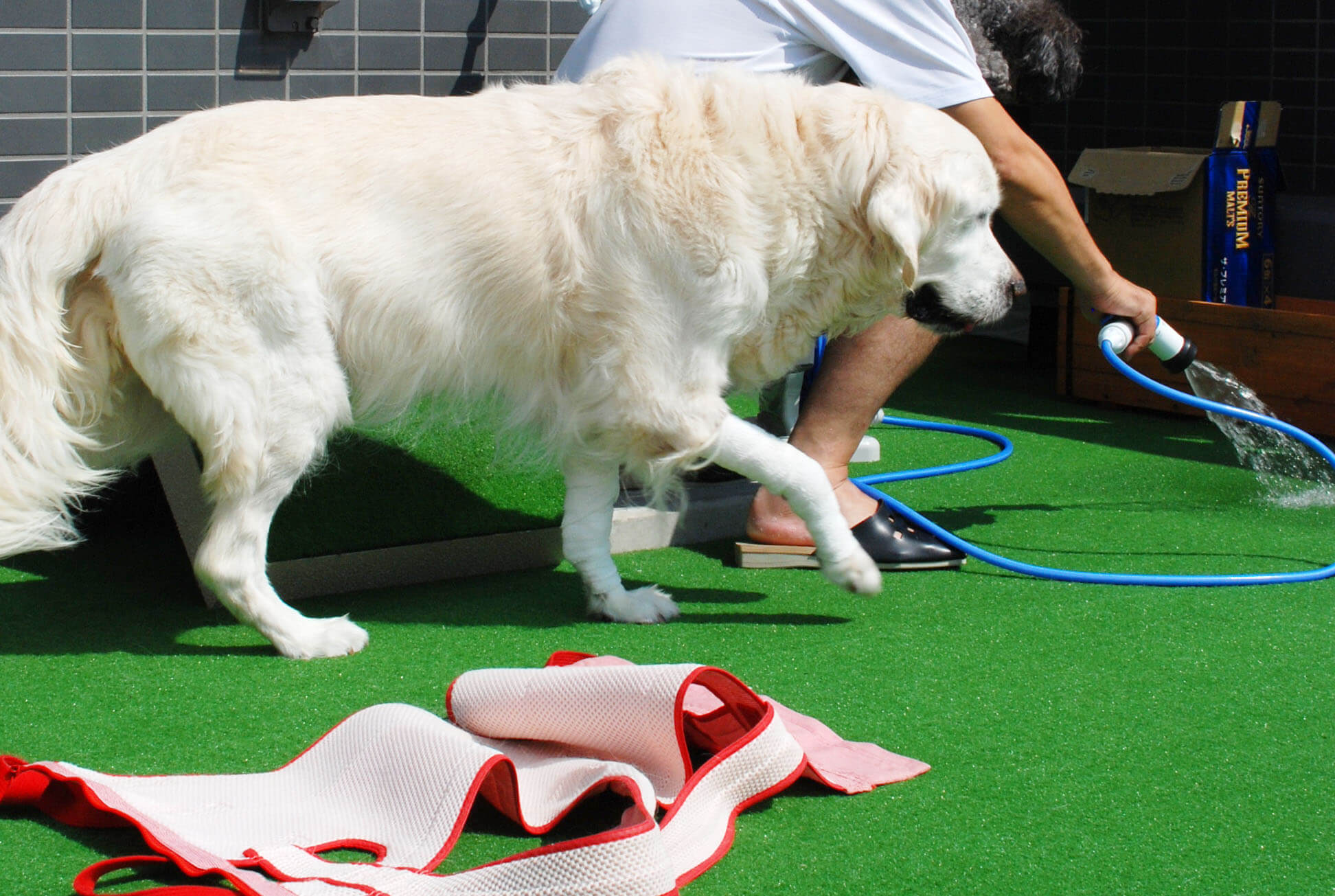 ゴールデンレトリーバー,エッセイ