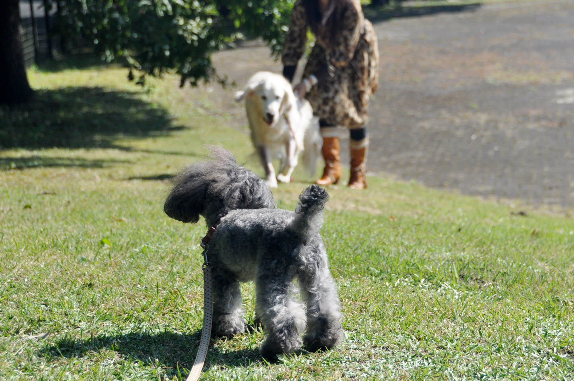 ゴールデンレトリーバー,エッセイ