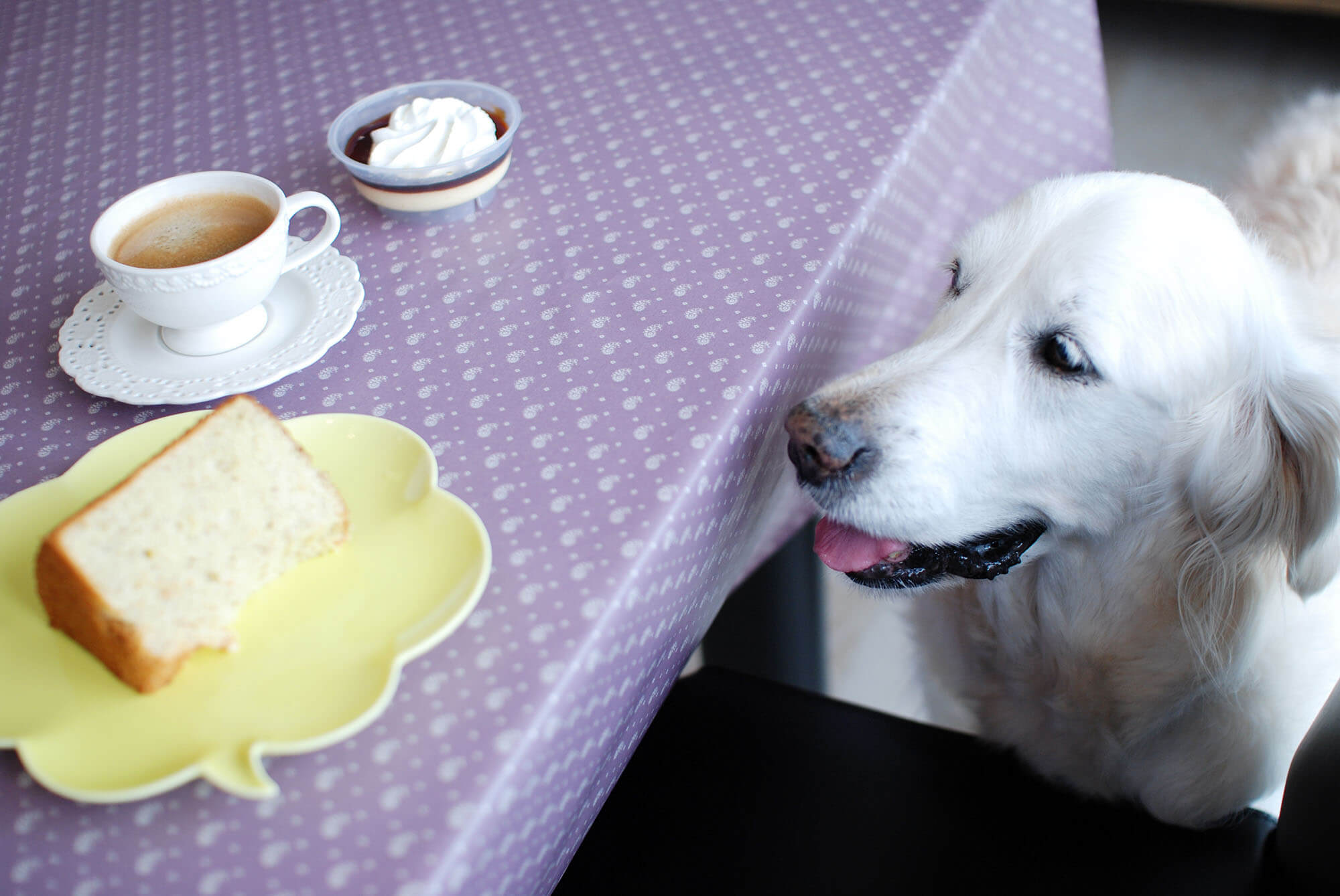 ゴールデンレトリーバー,エッセイ