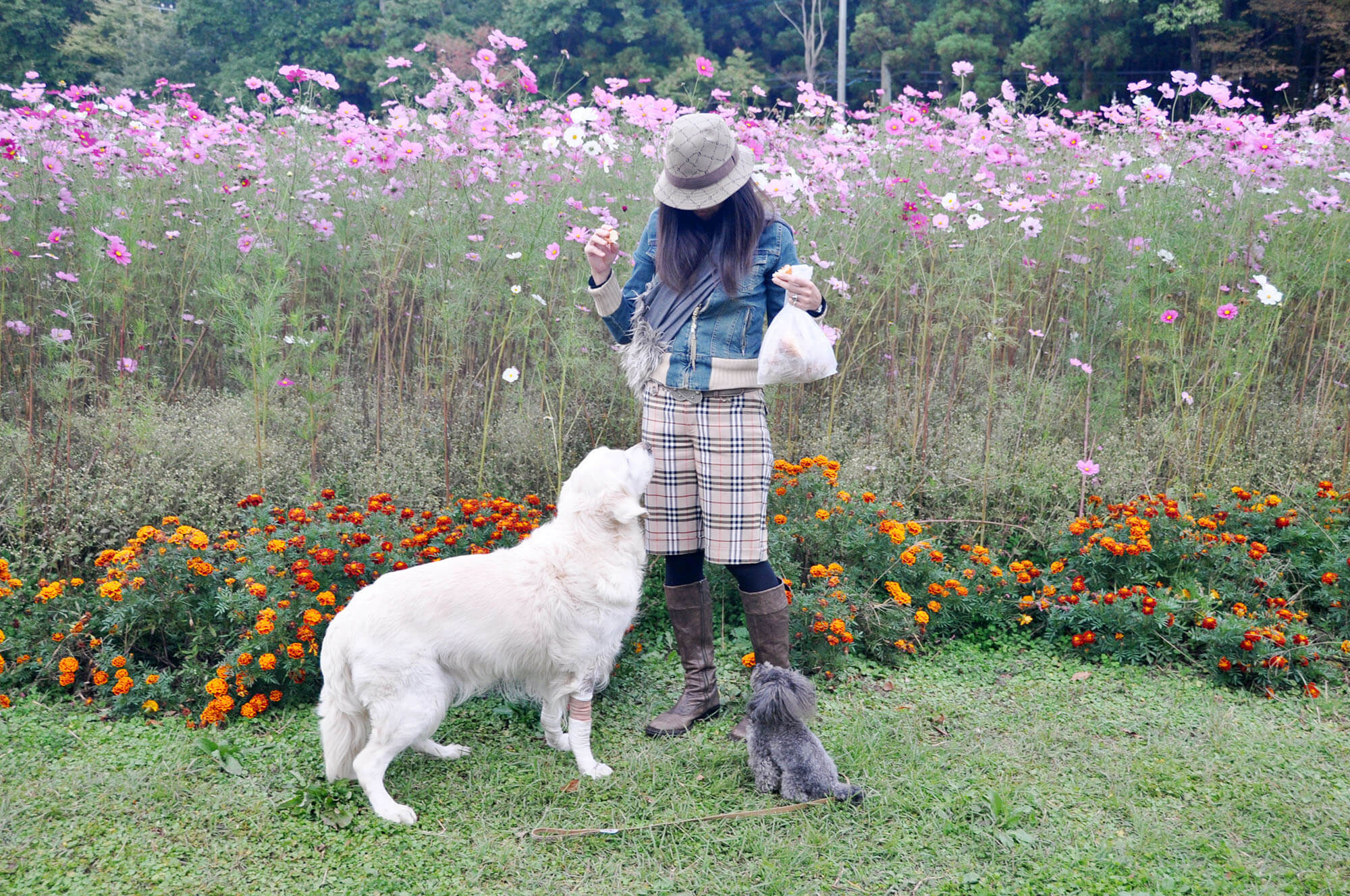 ゴールデンレトリーバー,エッセイ