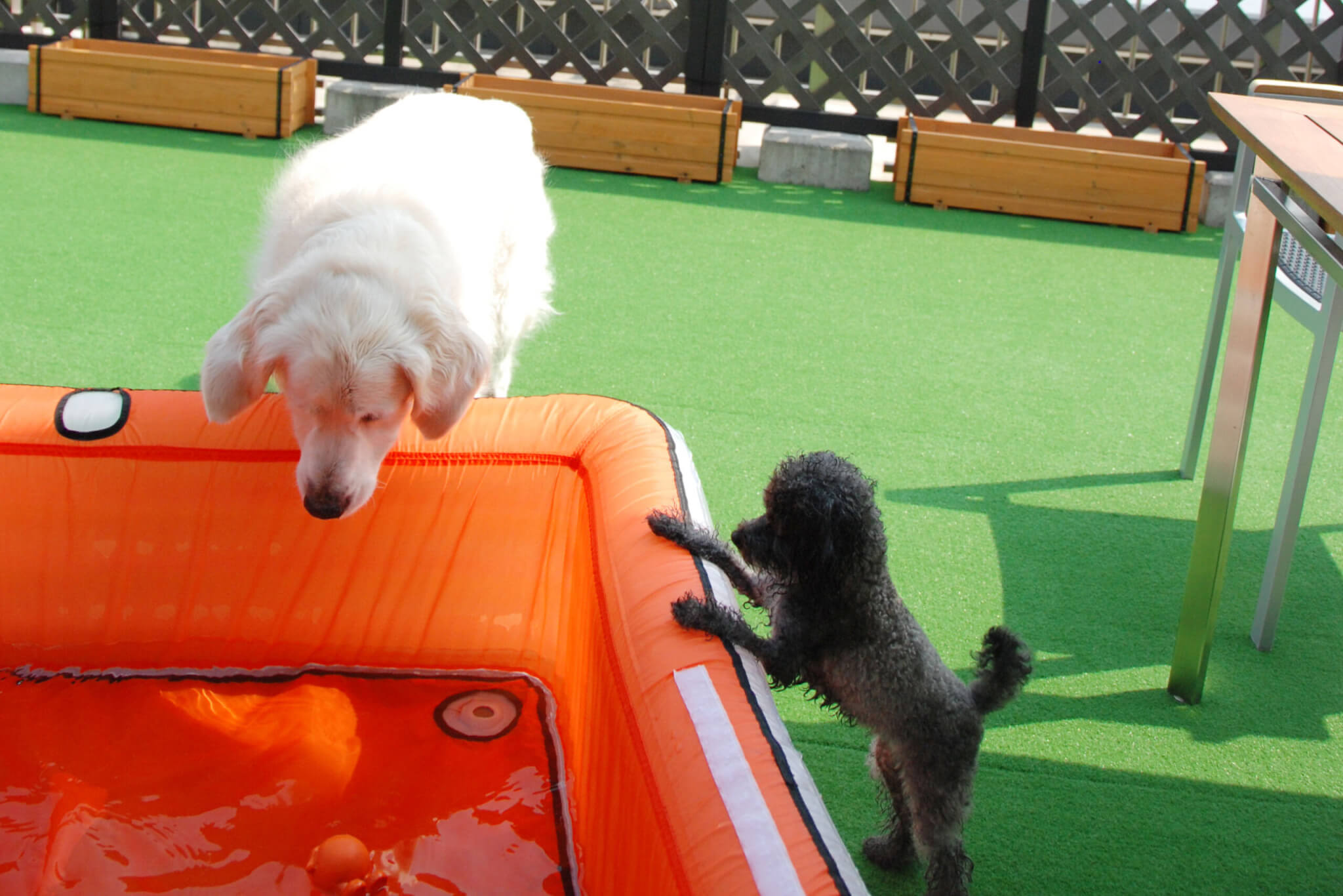 ゴールデンレトリーバー,エッセイ