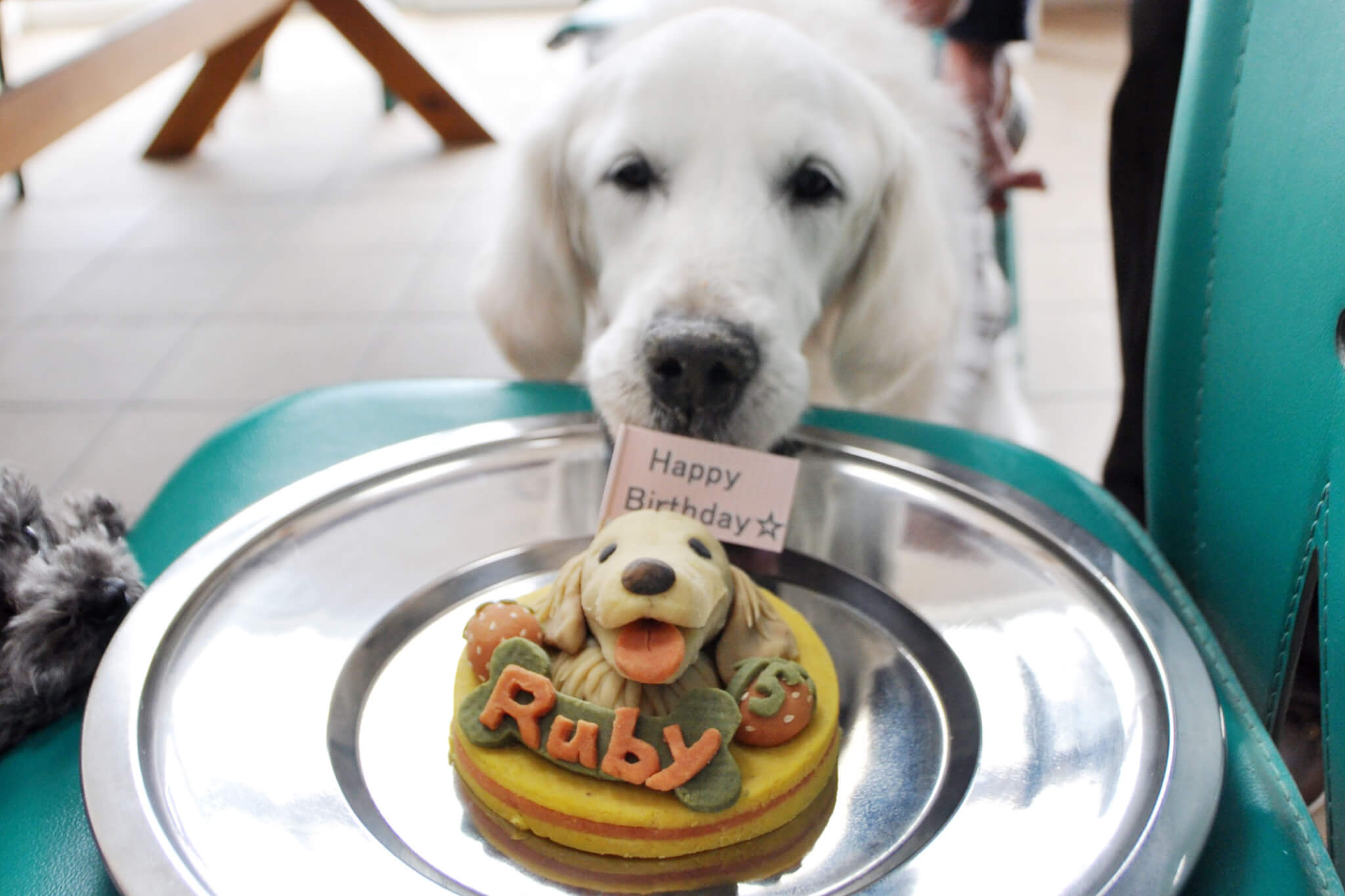 ゴールデンレトリーバー,エッセイ