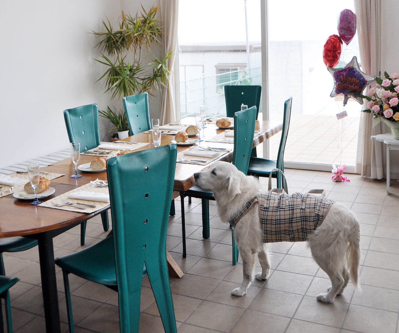 ゴールデンレトリーバー,エッセイ