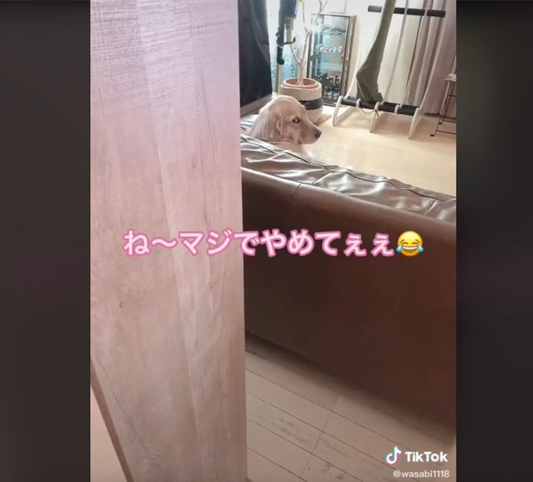 ゴールデンレトリーバー,動画