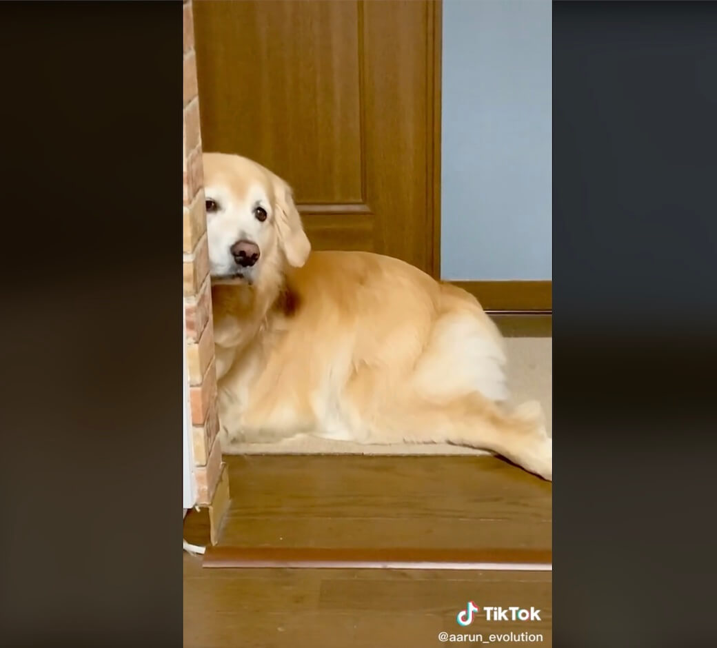 ゴールデンレトリーバー,動画