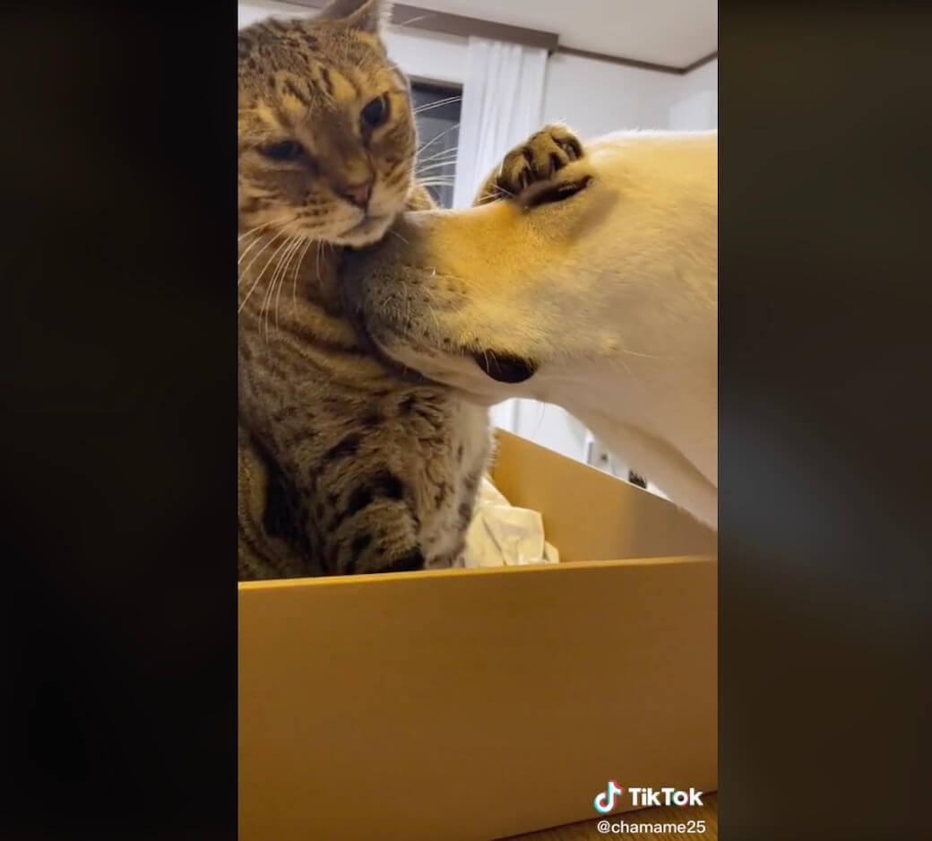 ラブラドールレトリーバー,動画