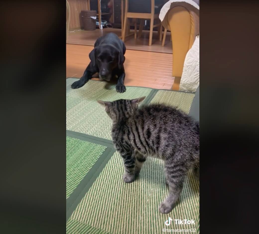 ラブラドールレトリーバー,動画