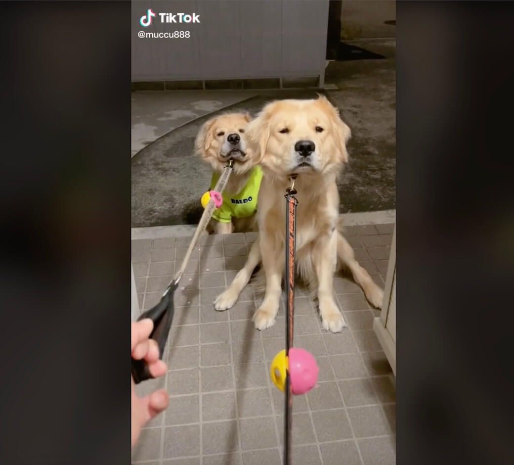 ゴールデンレトリーバー,動画