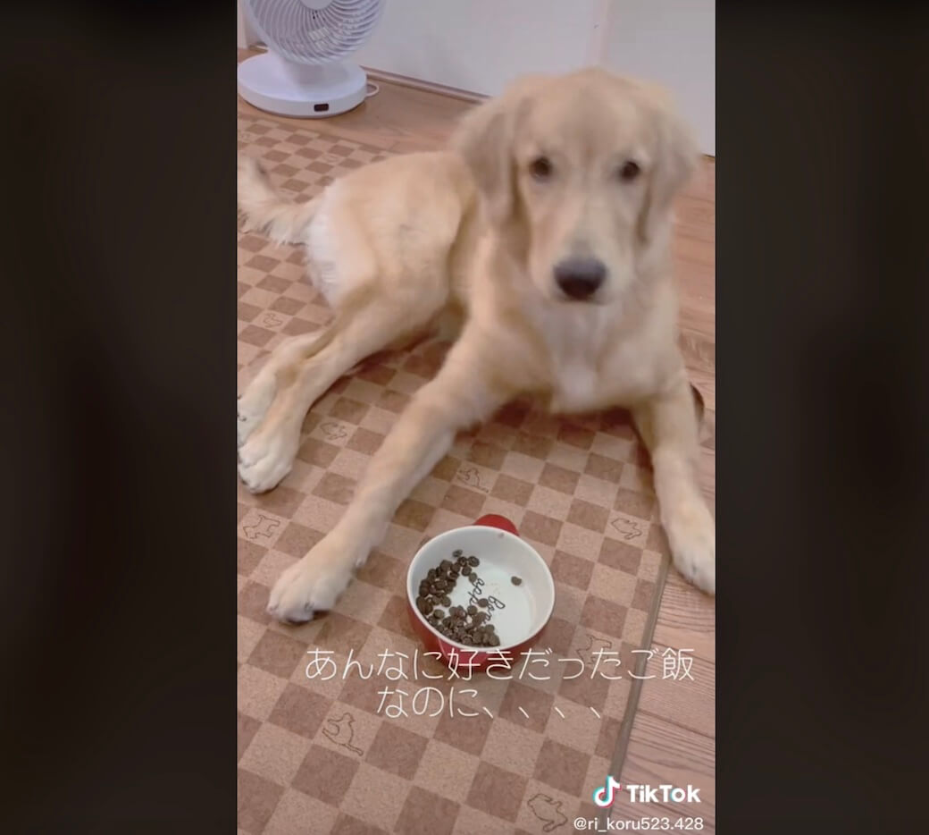 ゴールデンレトリーバー,動画