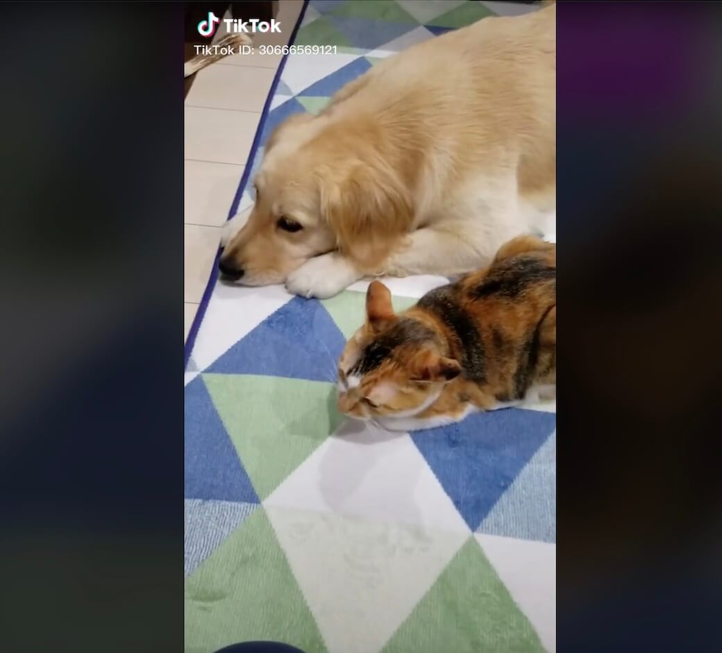 ゴールデンレトリーバー,動画