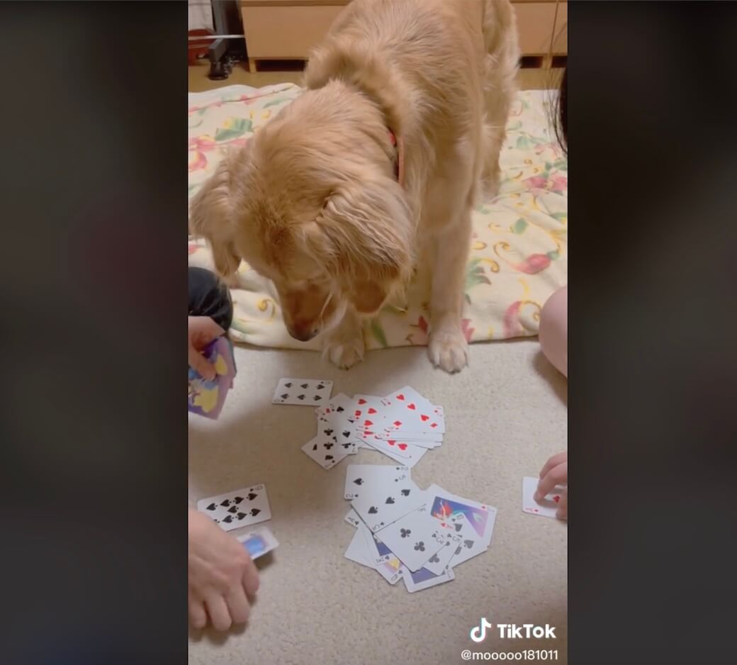 ゴールデンレトリーバー,動画