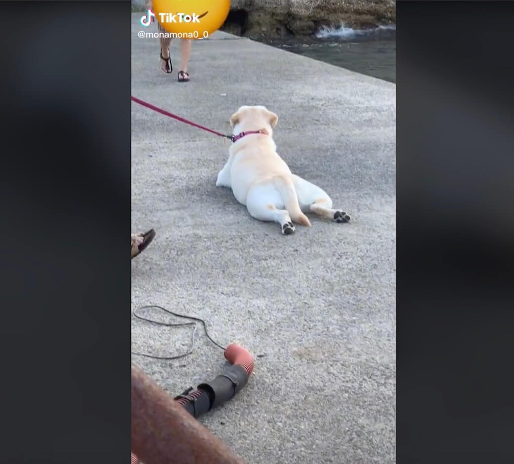 ラブラドールレトリーバー,動画