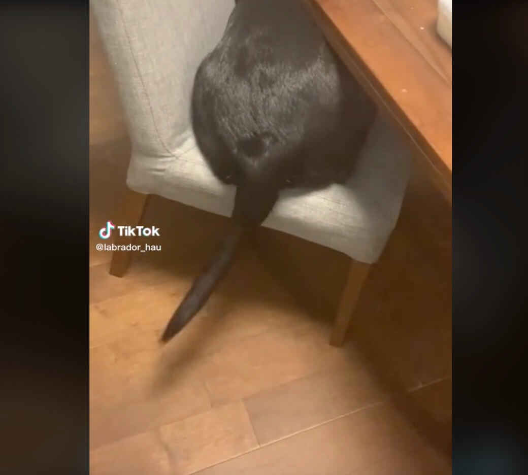 ラブラドールレトリーバー,動画