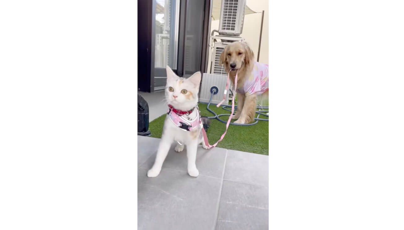 ゴールデンレトリーバー,動画