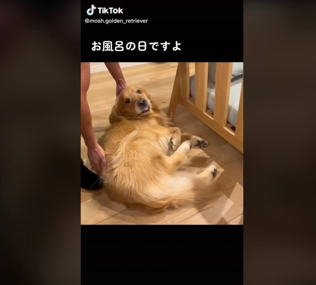 ゴールデンレトリーバー,動画