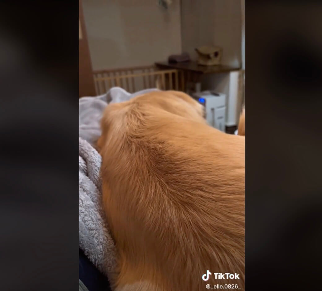 ゴールデンレトリーバー,動画