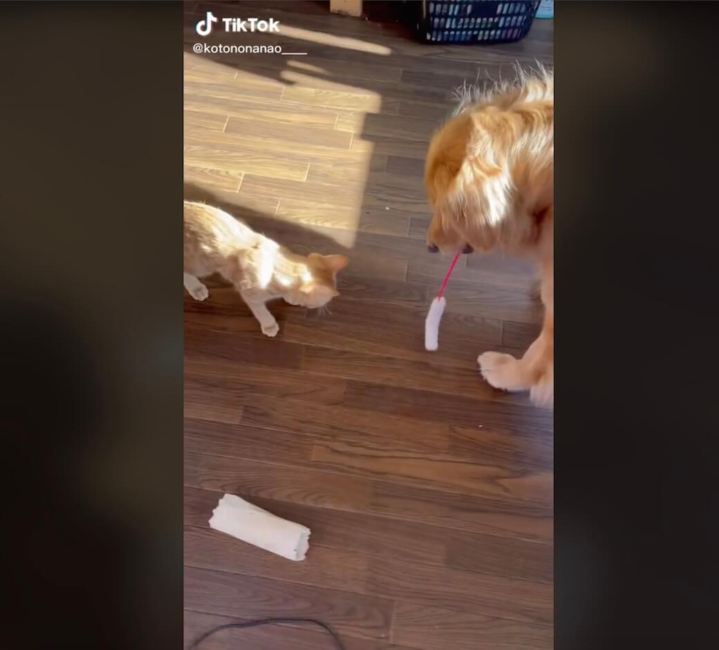 ゴールデンレトリーバー,動画