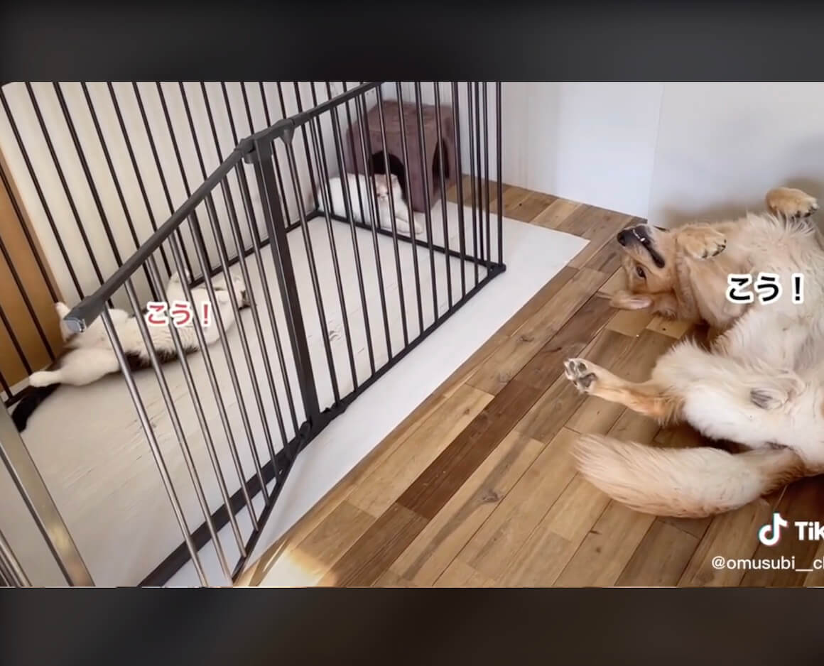 ゴールデンレトリーバー,動画