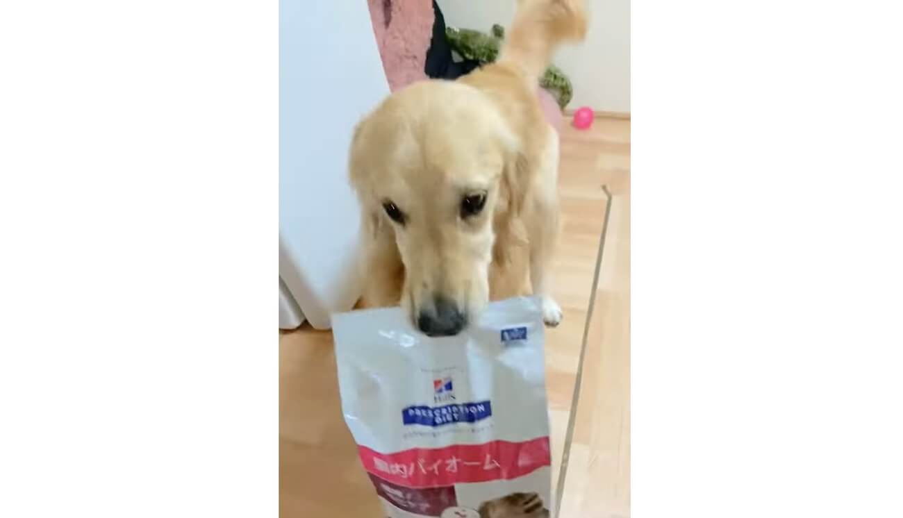 ゴールデンレトリーバー,動画