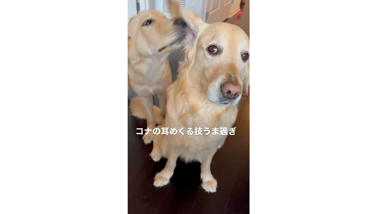 ゴールデンレトリーバー,動画