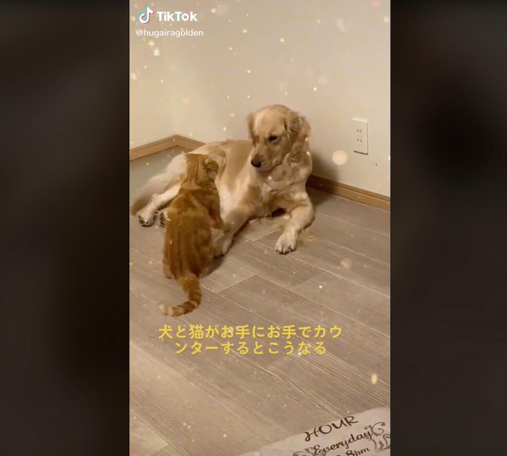 ゴールデンレトリーバー,動画