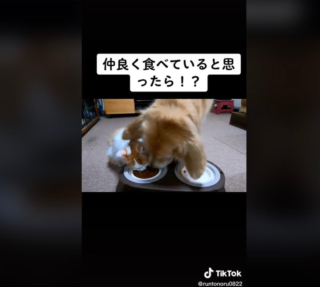 ゴールデンレトリーバー,動画