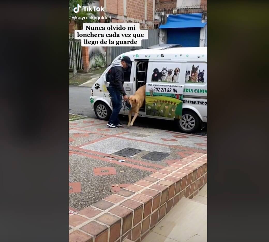 ゴールデンレトリーバー,動画