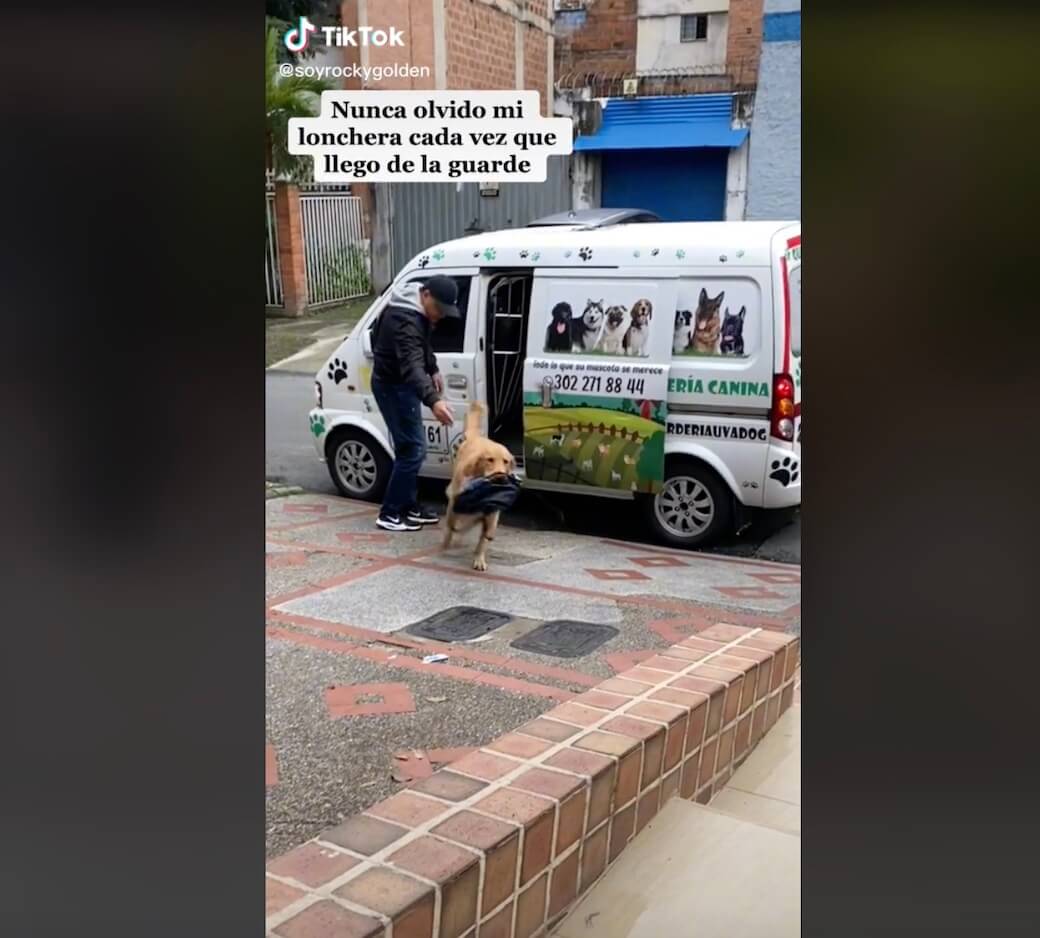 ゴールデンレトリーバー,動画