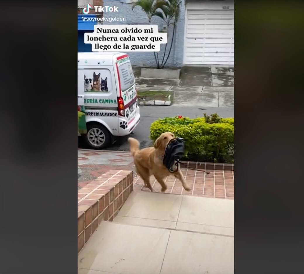 ゴールデンレトリーバー,動画