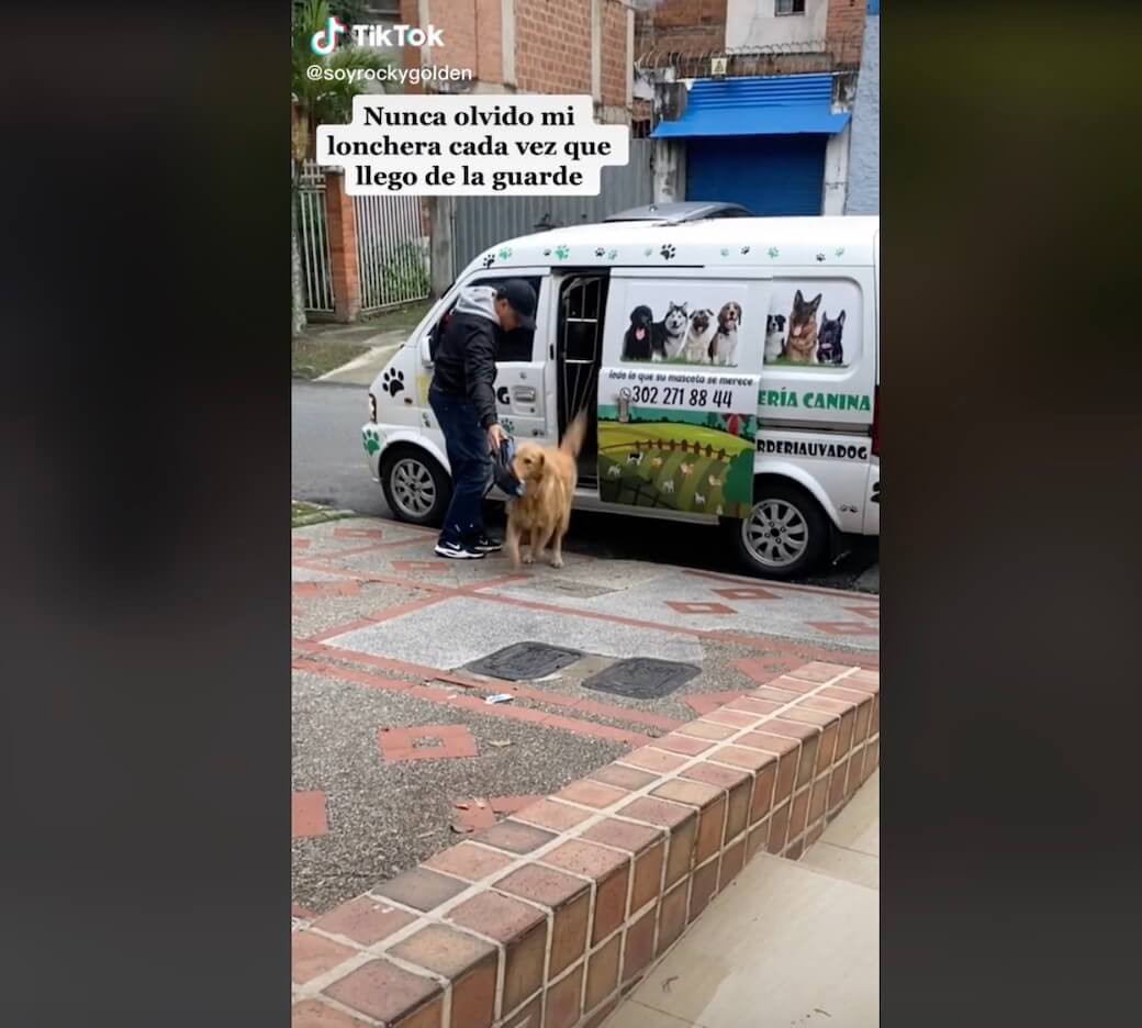 ゴールデンレトリーバー,動画