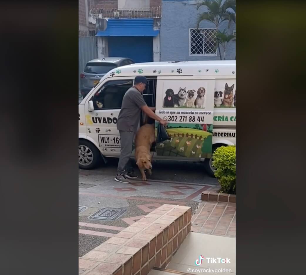 ゴールデンレトリーバー,動画